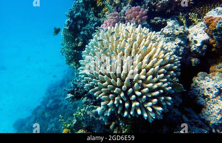 Erstaunliche Unterwasserszenen mit bunten Korallen im Roten Meer Stockfoto