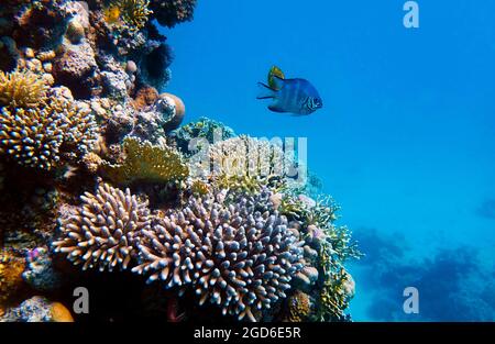 Erstaunliche Unterwasserszenen mit bunten Korallen im Roten Meer Stockfoto