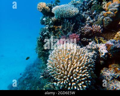 Erstaunliche Unterwasserszenen mit bunten Korallen im Roten Meer Stockfoto