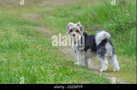 Beaver York Terrier bleibt im Feld. Porträt eines kleinen Welpen. Netter Hund auf dem Hintergrund des Grases. Stockfoto