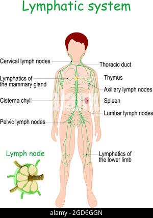 Lymphsystem. Menschlicher Körper mit lymphoiden Organen (Milz, Thymus), Lymphgefäß, Lymphknoten und Cisterna chyli. Vektorgrafik Stock Vektor