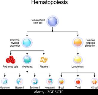 Blutzelltypen. Hämatopoiese. Menschliche Hämatopoiese. Vektordarstellung. Leukozyten und Lymphozyten. Lernplan. Poster für den wissenschaftlichen Gebrauch Stock Vektor