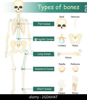 Knochen Arten des menschlichen Skeletts: Flacher, langer, kurzer, Sesamoid- und unregelmäßiger Knochen. Klassifizierung der Knochen nach Form. Stock Vektor