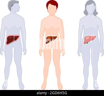 Infografiken zur Leber. Menschliche Anatomie. Silhouette eines Kindes, eines erwachsenen Mannes und einer Frau mit beleuchteter Leber. Lebererkrankung. Einfach zu bearbeiten. vektor-Illustration Stock Vektor