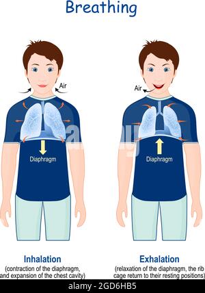 Atmung. Bewegung des Rippenkäfigs während der Inspiration und Exspiration. Membranfunktionen. Vektor-Infografiken über Atemzyklus und Gasaustausch. Stock Vektor