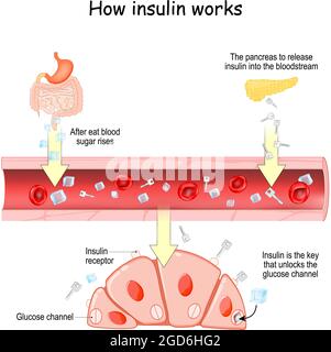 Wie Insulin funktioniert. Nach dem Essen steigt der Blutzucker. Danach die Bauchspeicheldrüse, um Insulin in den Blutkreislauf freizugeben Stock Vektor