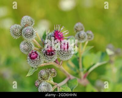 Blühende Klette, arctium, in Nahaufnahme Stockfoto