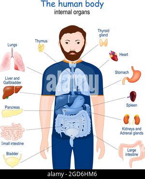 Menschlicher Körper. Innere Organe. Diagramm. Poster mit Infografik zur Anatomie des Menschen. Symbole und Definitionen Vektordarstellung Stock Vektor