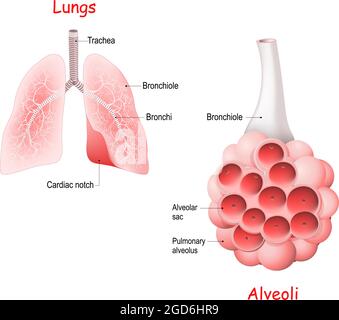 Lungenalveolus. Alveolen, Luftröhre und Bronchiole in der Lunge. Vektorgrafik Stock Vektor