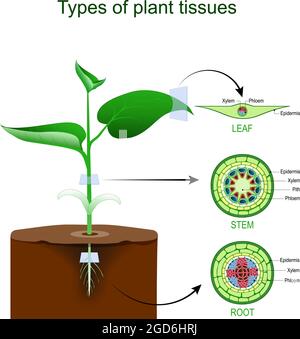 Arten von Pflanzengewebe. Anatomie eines Pflanzenkörpers. Querschnitt von Wurzel, Stamm und Blatt einer grünen Pflanze. Vektorgrafik. Poster für Bildung Stock Vektor