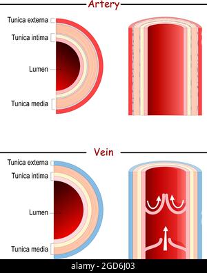 Anatomie von Venen und Arterien. Vergleich und Unterschied. Longitudinales und querschnittes menschliches Blutgefäß. Poster für Medizin und Bildung. Vektor Stock Vektor