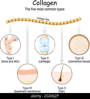 Kollagenfasern. Die fünf häufigsten Arten von Kollagenprotein. Vektor Stock Vektor