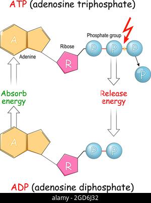 ATP und ADP. Adenosindiphosphat und Adenosintriphosphat. Absorbieren und geben Energie in die Zelle ab. Vektorgrafik. Poster für Bildung Stock Vektor