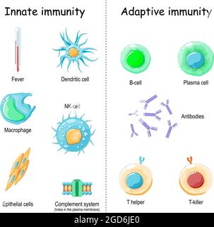 Angeborene Immunität von Fieber- und Komplementsystem (Protein für Löcher in der Plasmamembran), zu Makrophage-, NK- und dendritischen Zellen. Adaptive Immunität Stock Vektor