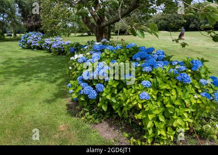 Blue Hortensia (Hydrangea macrophylla) auf dem Golfplatz im Highcliffe Castle Golf Club, Highcliffe, New Forest, Hampshire, England, VEREINIGTES KÖNIGREICH Stockfoto
