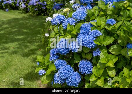 Blue Hortensia (Hydrangea macrophylla) auf dem Golfplatz im Highcliffe Castle Golf Club, Highcliffe, New Forest, Hampshire, England, VEREINIGTES KÖNIGREICH Stockfoto