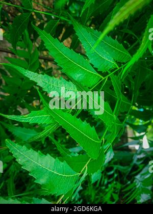 Azadirachta indica EIN Ast von Neem-Baumblättern. Natürliche Medizin. Stockfoto