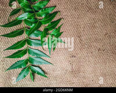 Azadirachta indica EIN Ast von Neem-Baum-Blättern, die auf Vintage-Tuch isoliert sind. Natürliche Medizin. Stockfoto