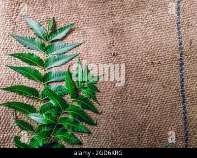 Azadirachta indica EIN Ast von Neem-Baum-Blättern, die auf Vintage-Tuch isoliert sind. Natürliche Medizin. Stockfoto