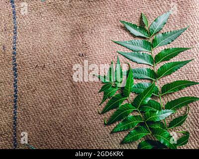 Azadirachta indica EIN Ast von Neem-Baum-Blättern, die auf Vintage-Tuch isoliert sind. Natürliche Medizin. Stockfoto