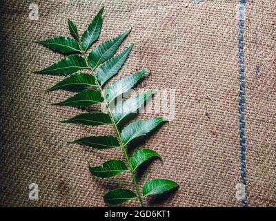 Azadirachta indica EIN Ast von Neem-Baum-Blättern, die auf Vintage-Tuch isoliert sind. Natürliche Medizin. Stockfoto