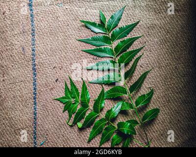 Azadirachta indica EIN Ast von Neem-Baum-Blättern, die auf Vintage-Tuch isoliert sind. Natürliche Medizin. Stockfoto