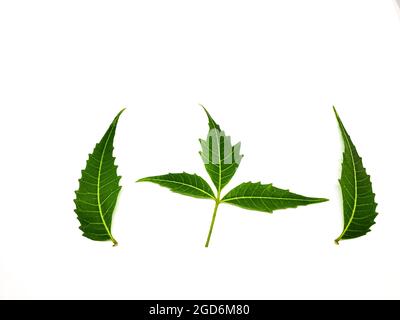 Azadirachta indica EIN Zweig von Neem-Baum Blätter isoliert auf weißem Hintergrund. Natürliche Medizin. Stockfoto