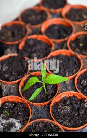 Grüner Trieb: Junge Chilischote-Pflanze, die aus einem von mehreren Samentöpfen auf einem Tablett im Innenbereich wächst. Stockfoto