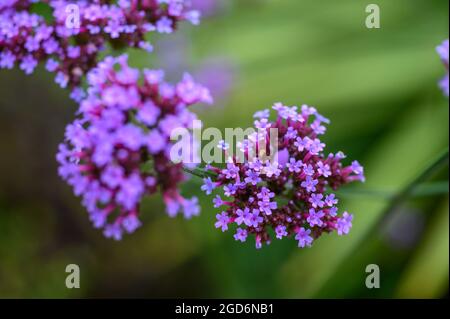 Nahaufnahme der Blüten auf einer Purpletop-Vervain (Verbena bonariensis) nach Regen im Sommer in einem englischen Garten. Stockfoto