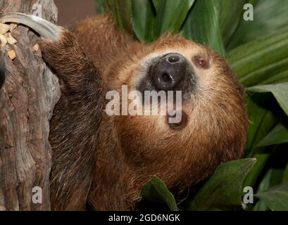 Nahaufnahme von Linnäus zweizehigem Sloth (Choloepus didactylus) oder südlichem zweizehigem Sloth in einem Baum Stockfoto