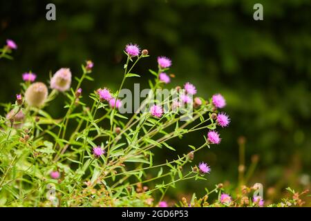 Stierdistel (cirsium vulgare) stachelige Distel blüht in Nahaufnahme im Freien horizontal. Stockfoto