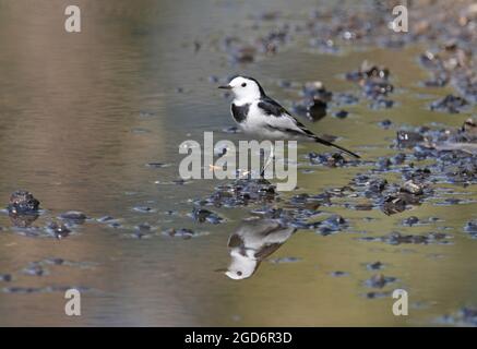 Weißer Wagtail (Motacilla alba leucopsis) Männchen im nicht-brütenden Gefieder in seichtem Wasser mit Spiegelung im Norden Thailands November Stockfoto