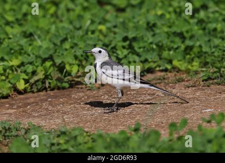 White Wagtail (Motacilla alba leucopsis) adulte Hündin, die auf dem Boden Doi Ang Khang, Thailand, steht Novemberang Stockfoto