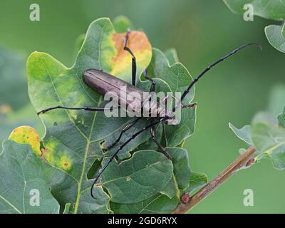 Der Moschuskäfer, aromatia moschata, sitzend auf Eichenblättern, detailreiche Makroaufnahme eines großen europäischen Insekts Stockfoto