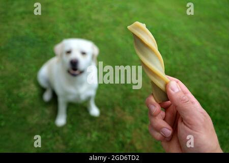 Männliche Hand zeigt seinen weißen labrador einen Snack auf grünem Gras, Konzeptbild des Hundetrainings mit Hundefutter als Belohnung Stockfoto