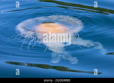 Lebende Spiegelei-Quallen, die im pazifischen Ozean vor der Küste von Victoria, BC, Kanada, schwimmen Stockfoto