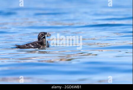 Nashornauklet, (Cerohinca monocerata) schwimmend im Wasser mit Fischen im Mund Stockfoto