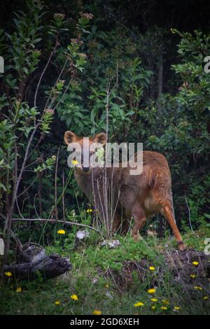 Kleiner pudu, der in den Wald geht. Chilenische Fauna. Pudu puda. Stockfoto