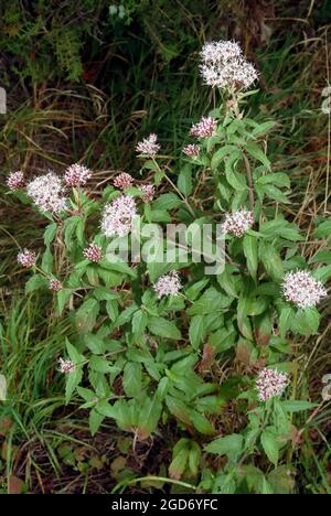 Hanf-Agrimonie, heiliges Seil, gewöhnlicher Wasserdost, Wasserhanf, Eupatorium cannabinum, Sédkender, Ungarn, Magyarország, Europa Stockfoto