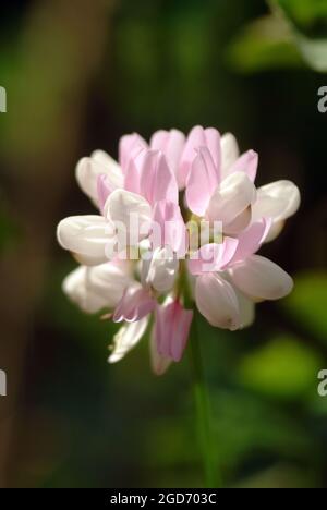 Crownvetch, violetter Kronenvetch, Bunte Kronwicke, Coronilla varia, tarka koronafürt, Ungarn, Magyarország, Europa Stockfoto