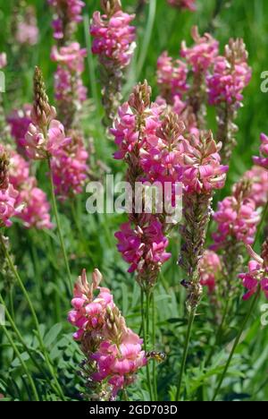 Sainfoin, Saat-Esparsette, Onobrychis viciifolia, takarmánybaltacim, Ungarn, Magyarország, Europa Stockfoto