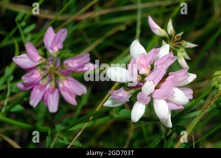 Crownvetch, violetter Kronenvetch, Bunte Kronwicke, Coronilla varia, tarka koronafürt, Ungarn, Magyarország, Europa Stockfoto