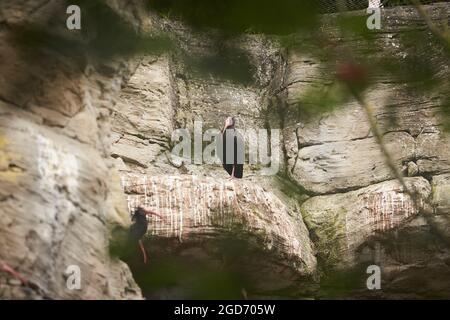 Auf einem Felsen stehend steht der nördliche Kahl-Ibis oder Waldrapp (Geronticus eremita). Stockfoto