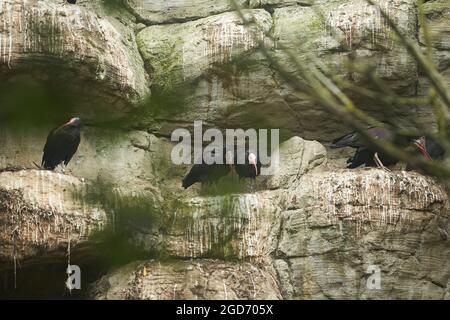 Auf einem Felsen stehend steht der nördliche Kahl-Ibis oder Waldrapp (Geronticus eremita). Stockfoto