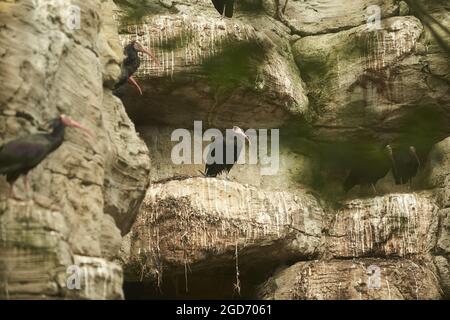 Auf einem Felsen stehend steht der nördliche Kahl-Ibis oder Waldrapp (Geronticus eremita). Stockfoto