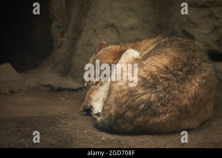 Der Wolf schläft unter einem Baum in einem Loch im Wald des Zoos Stockfoto