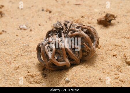 Rose von Hierichon, Asteriscus hierochuntica Stockfoto