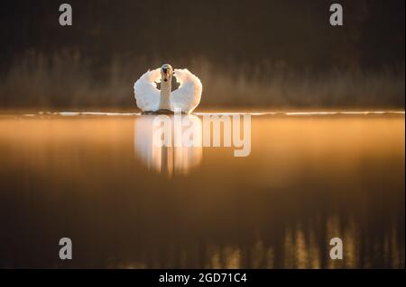 Ein wunderschöner Schwan auf der Wasseroberfläche, der der Kamera zugewandt ist, das goldene Morgenlicht vom Sonnenaufgang schimmert herum. Im Hintergrund ist ein Wald. Stockfoto