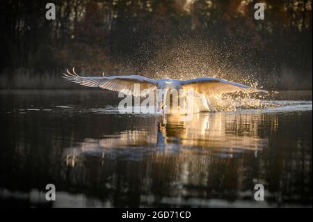 Der stumme Schwan (Cygnus olor), der auf der Wasseroberfläche läuft, die Sonne steigt dahinter auf, seine Flügel sind ausgestreckt, goldenes Licht glitzert in Wassertropfen Stockfoto