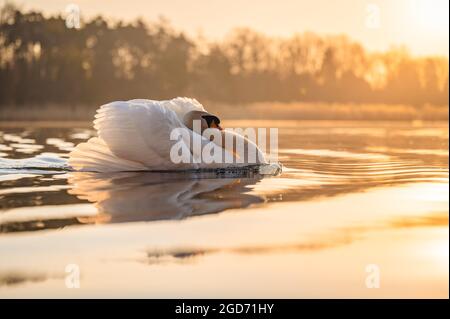 Ein wütender Schwan, der während der morgendlichen goldenen Stunde auf der Wasseroberfläche schwimmt. Der Kopf wird zwischen die Flügel gesteckt und die Brust aufgeblasen. Die Sonne ist ri Stockfoto